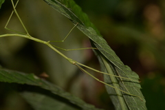 Cladoxerus