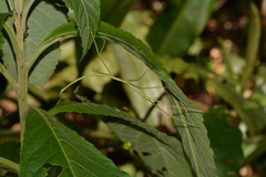 Cladoxerus