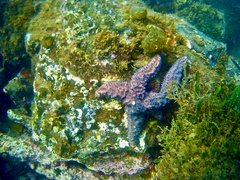 Uniophora granifera