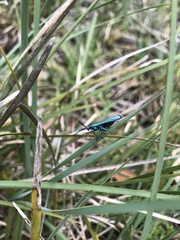 Pollanisus viridipulverulenta