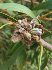 Dasineura glomerata