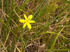 Tricoryne elatior