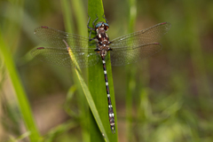 Austrosynthemis cyanitincta