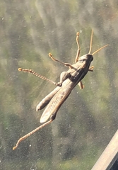 Schistocerca serialis cubense