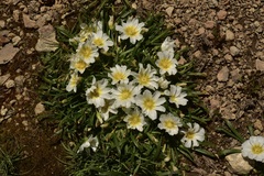 Calandrinia affinis