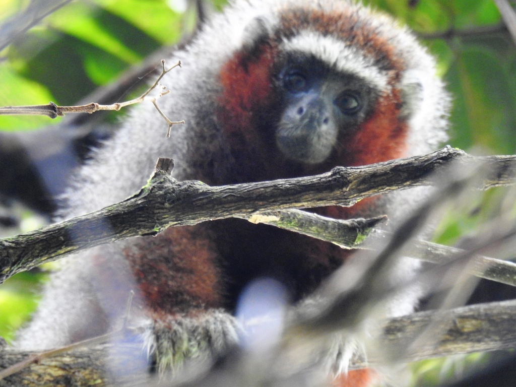 Ornate Tití Monkey
