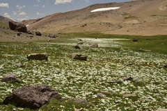Calandrinia affinis