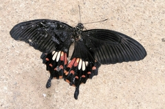 Papilio polytes stichius