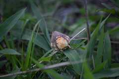 Citheronia maureillei