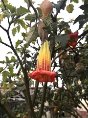 Brugmansia sanguinea