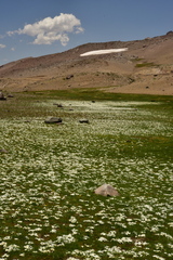 Calandrinia affinis