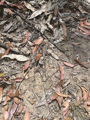 Amphibolurinae