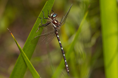 Austrosynthemis cyanitincta