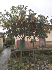 Brugmansia sanguinea