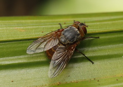 Calliphora stygia