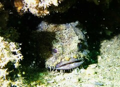 Batrachomoeus dubius