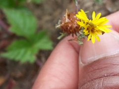 Lessingia germanorum