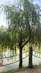 Tabernaemontana divaricata