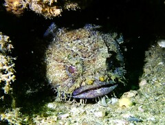 Batrachomoeus dubius
