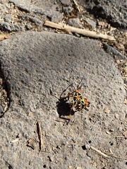 Pachylis nervosus