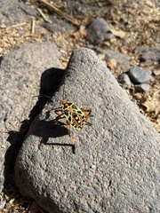 Pachylis nervosus