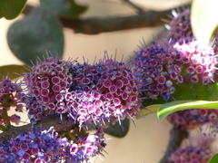 Memecylon umbellatum