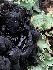 Exidia glandulosa