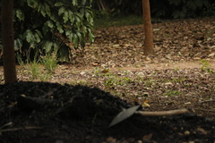 Turdus hortulorum