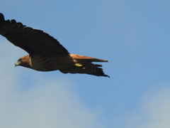 Buteo jamaicensis