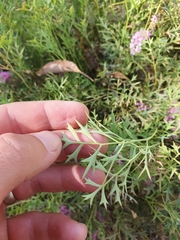 Grevillea leptobotrys
