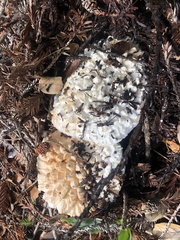 Amanita magniverrucata