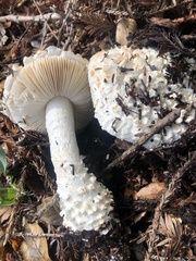 Amanita magniverrucata