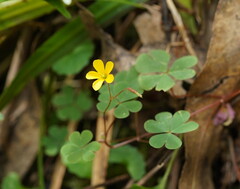 Oxalis perennans