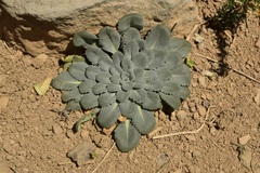 Gamocarpha scapigera