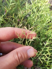 Grevillea leptobotrys