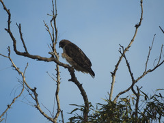 Buteo jamaicensis
