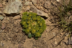 Gamocarpha scapigera