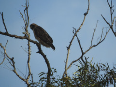 Buteo jamaicensis