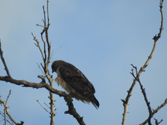 Buteo jamaicensis