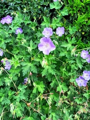 Geranium wallichianum