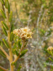 Phylica cephalantha