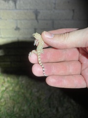 Hemidactylus turcicus