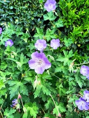 Geranium wallichianum