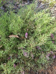 Grevillea leptobotrys