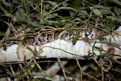 Python bivittatus