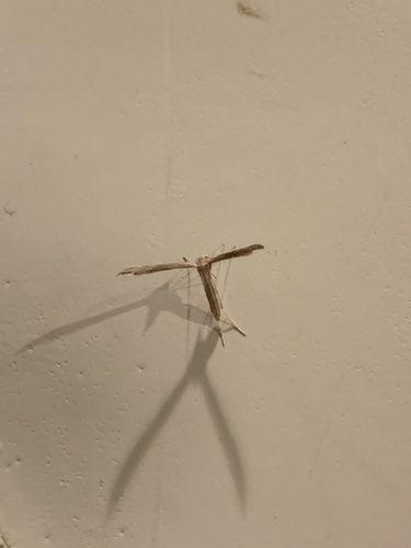 Mousy Plume Moth photo 4