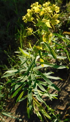 Euphorbia virgata