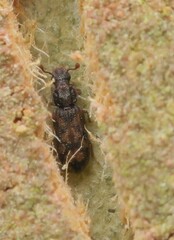 Bitoma insularis