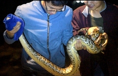 Python bivittatus