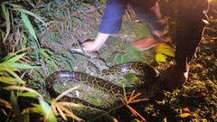 Python bivittatus